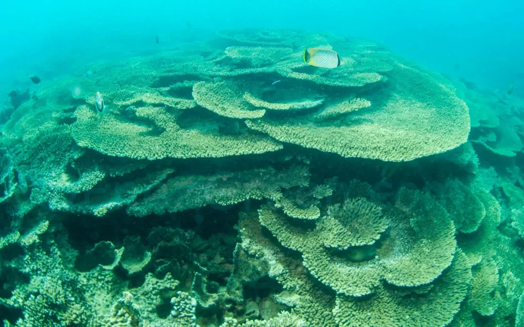 Blue Bay Experience & Discover the Vibrant Marine Life