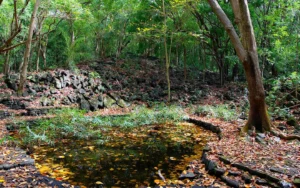 bras d'eau national park mauritius