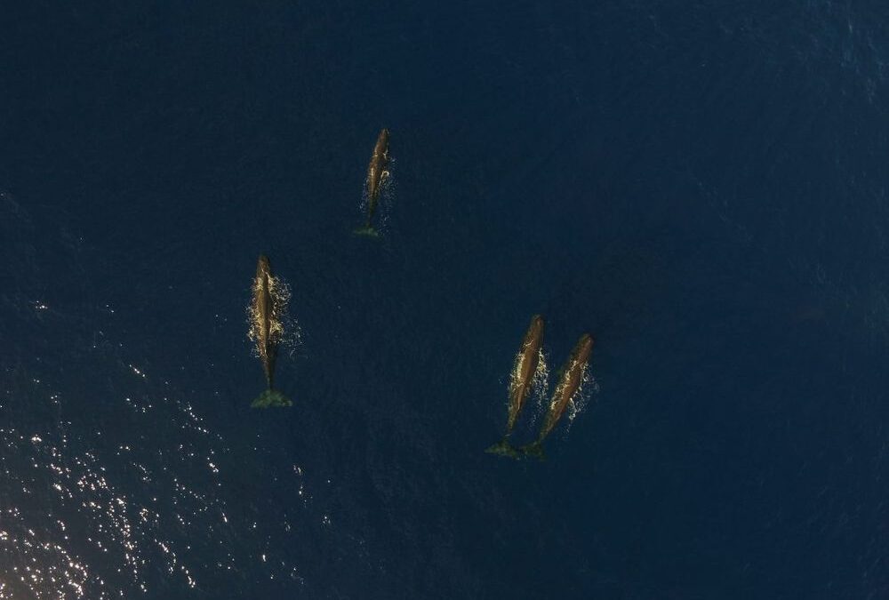 Exclusive Experience of Dolphins and Whales in Mauritius