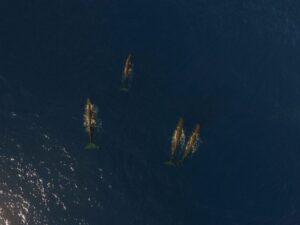 Dolphins and whales mauritius