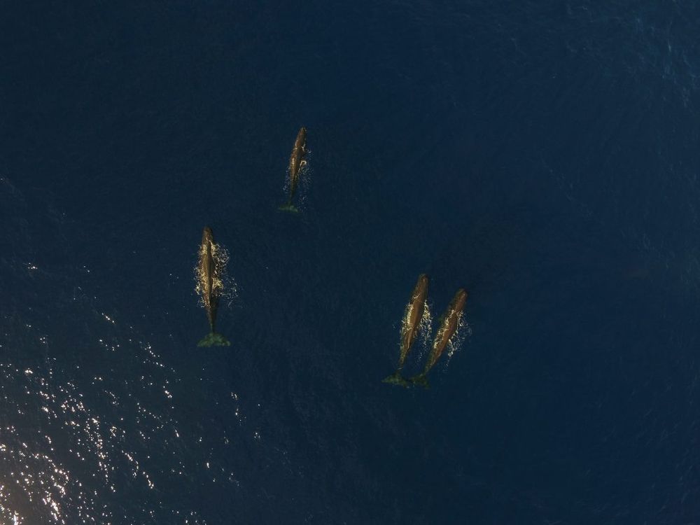 Dolphins and whales mauritius